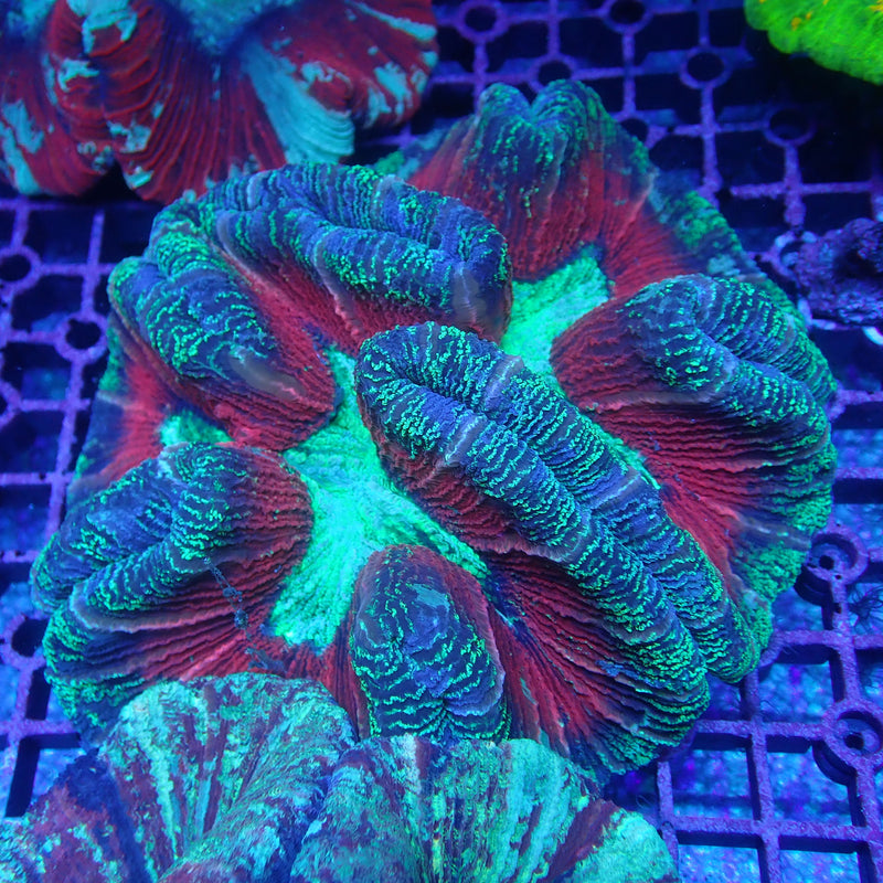 WYSIWYG Coral KRK-30 Ultra Trachy