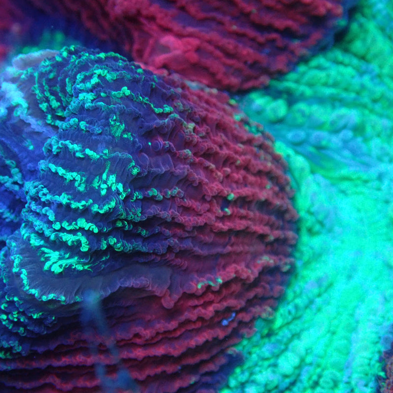WYSIWYG Coral KRK-30 Ultra Trachy