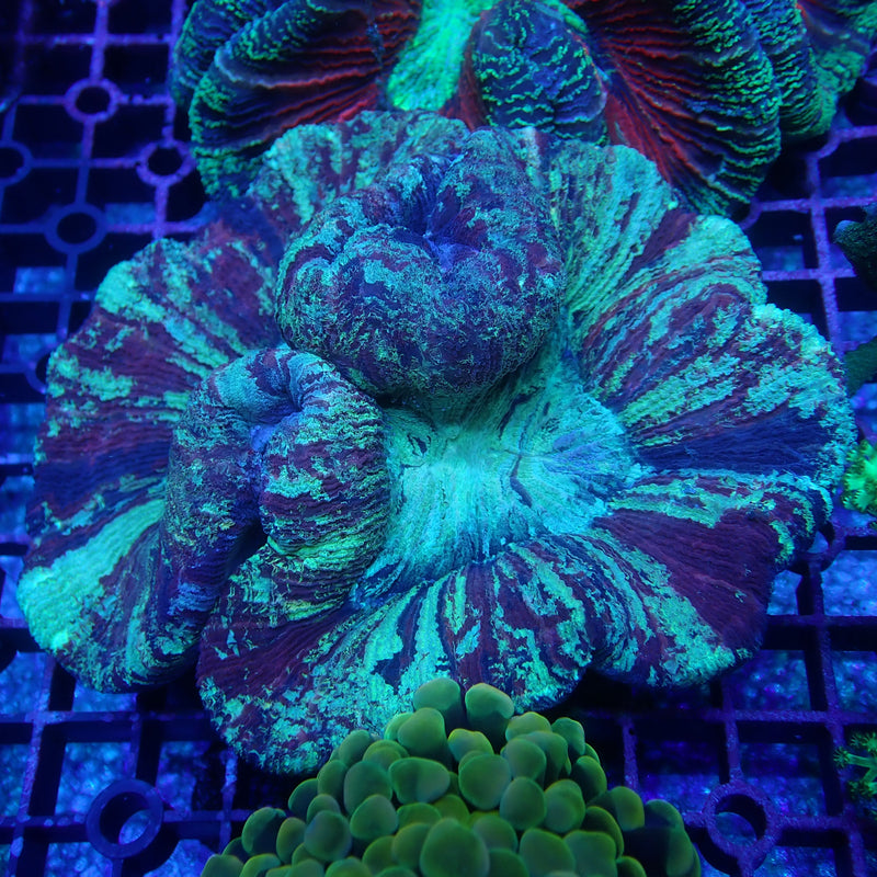 WYSIWYG Coral KRK-31 Ultra Trachy