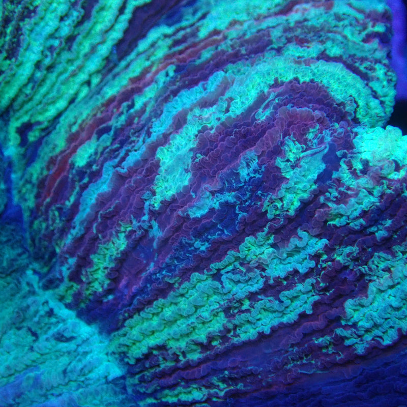 WYSIWYG Coral KRK-31 Ultra Trachy