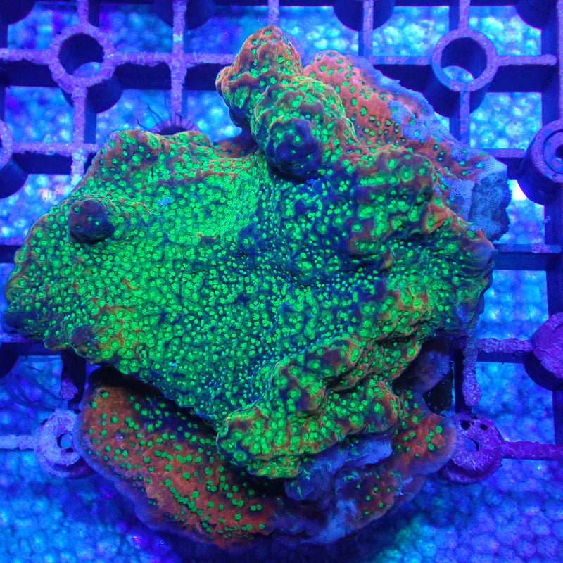 WYSIWYG Coral KRK-61 Tropic Thunder Montipora