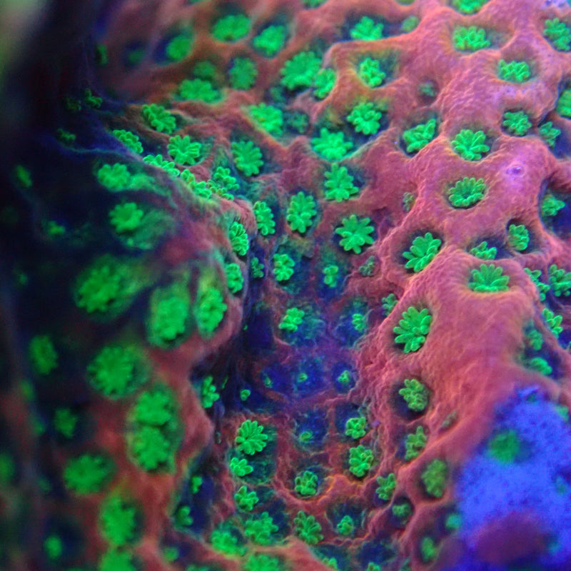WYSIWYG Coral KRK-61 Tropic Thunder Montipora