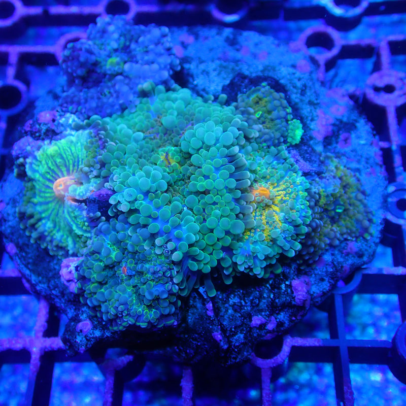 WYSIWYG Coral KRK-79 Ricordia Disc