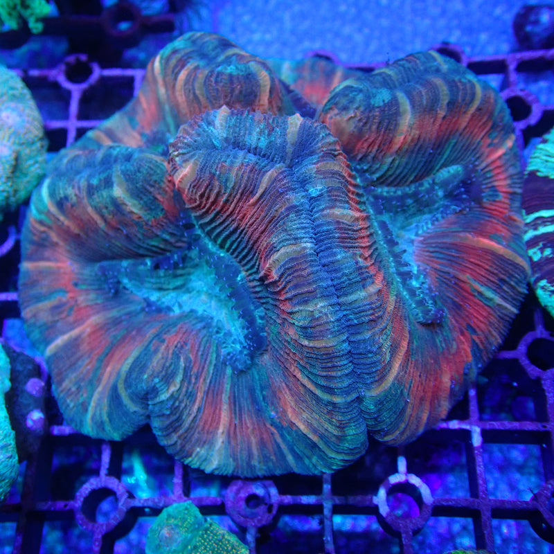 WYSIWYG Coral KRK-32 Ultra Trachy