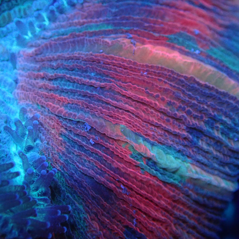 WYSIWYG Coral KRK-32 Ultra Trachy