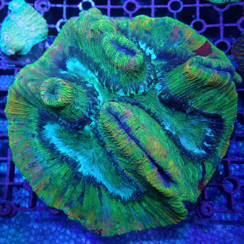 WYSIWYG Coral KRK-33 Ultra Trachy