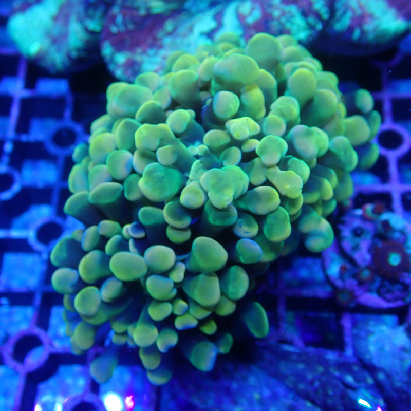 WYSIWYG Coral KRK-34 Gold/Pink Hammer Frag