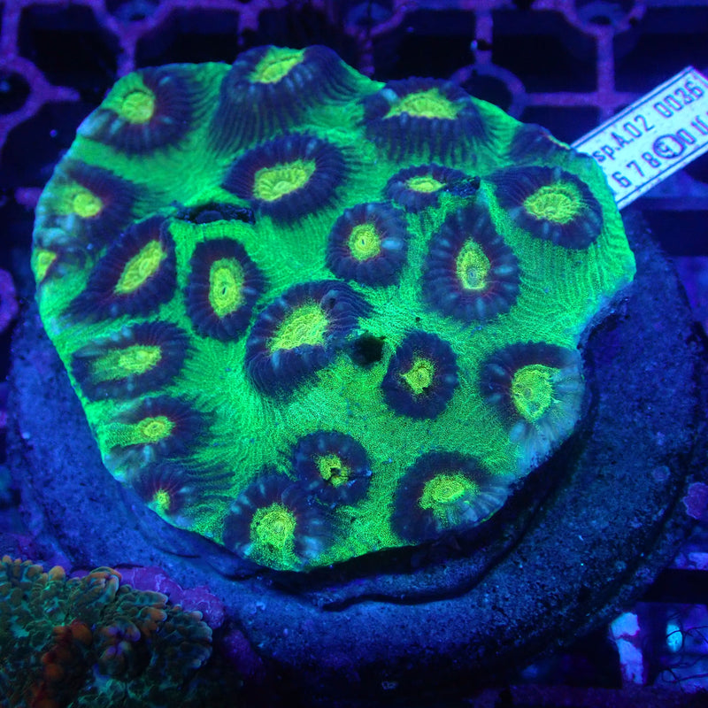WYSIWYG Coral KRK-35 goniastrea