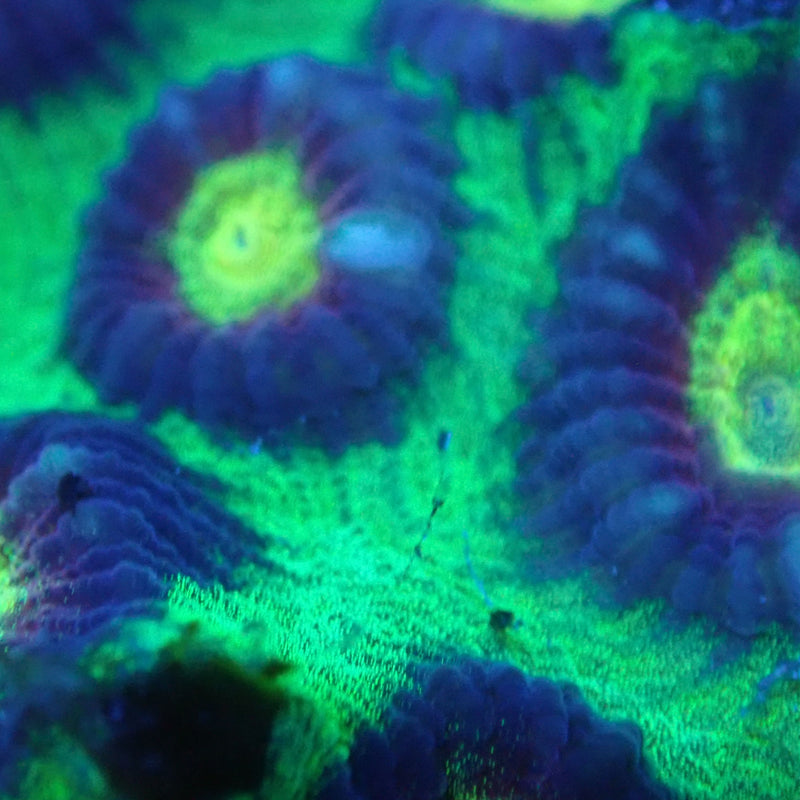 WYSIWYG Coral KRK-35 goniastrea