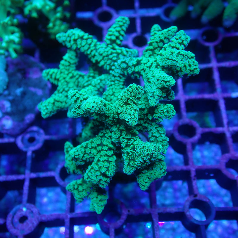 WYSIWYG Coral KRK-62 Seriatopora (birds nest) Frag