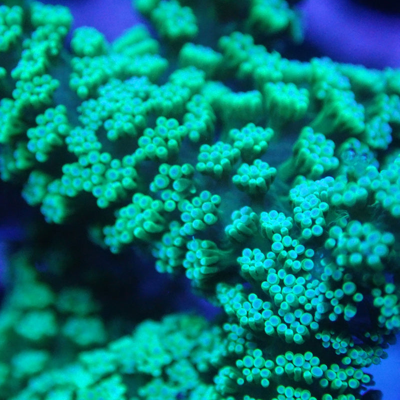 WYSIWYG Coral KRK-62 Seriatopora (birds nest) Frag