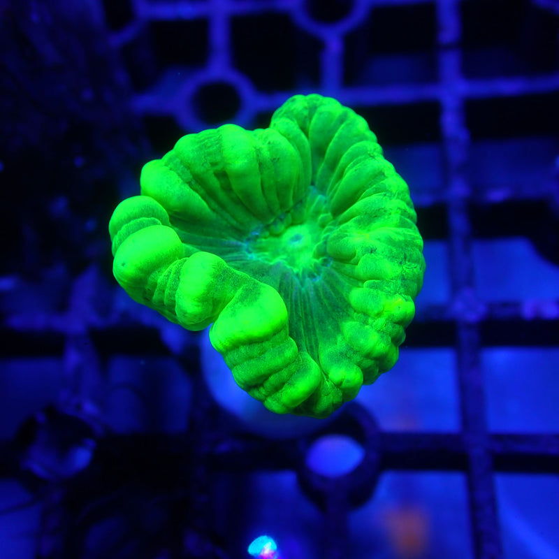 WYSIWYG Coral KRK-36 Toxic Green Trumpet Frag