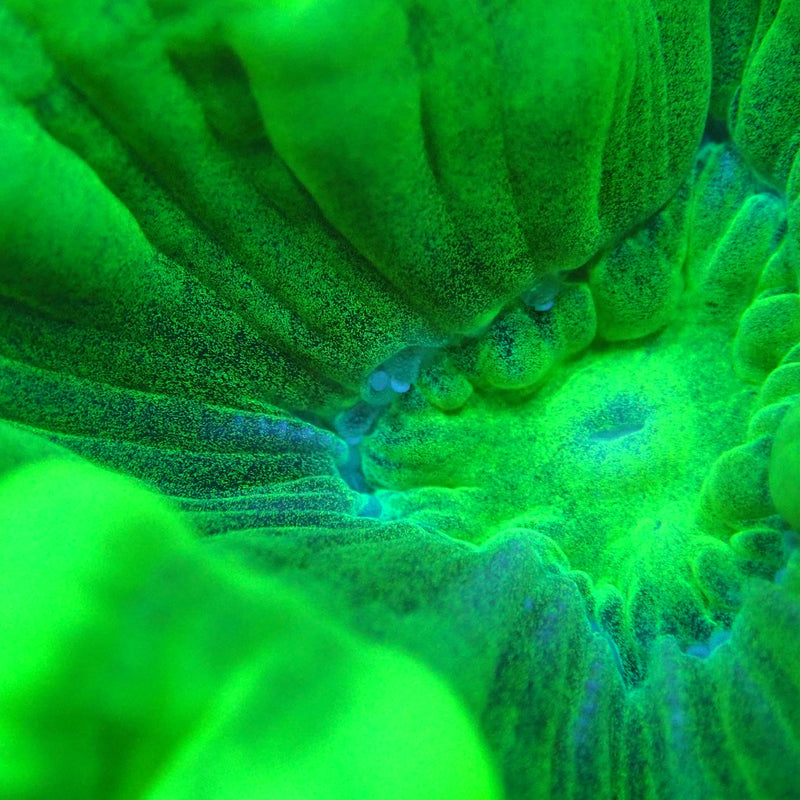 WYSIWYG Coral KRK-36 Toxic Green Trumpet Frag