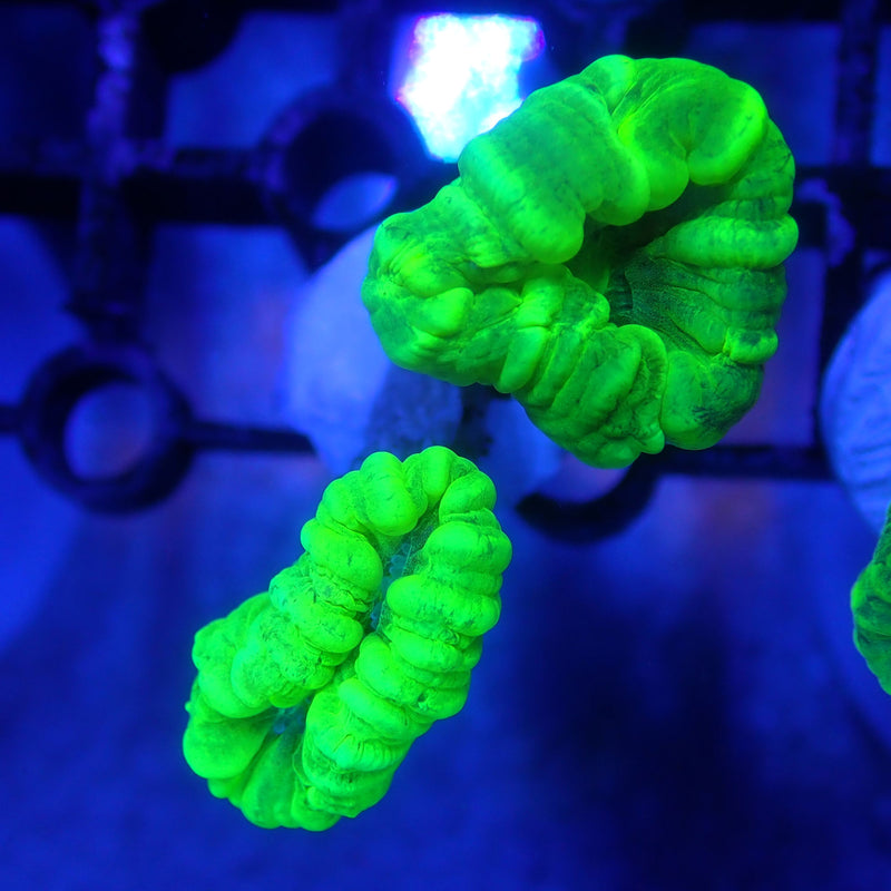 WYSIWYG Coral KRK-37 Double Head Toxic Green Trumpet Frag