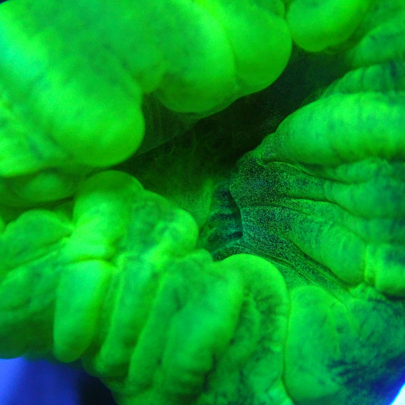 WYSIWYG Coral KRK-37 Double Head Toxic Green Trumpet Frag