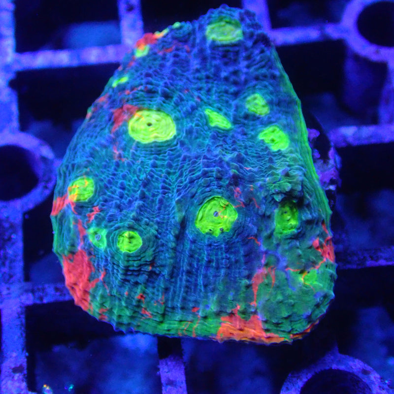 WYSIWYG Coral KRK-38 Jelly Bean Chalice