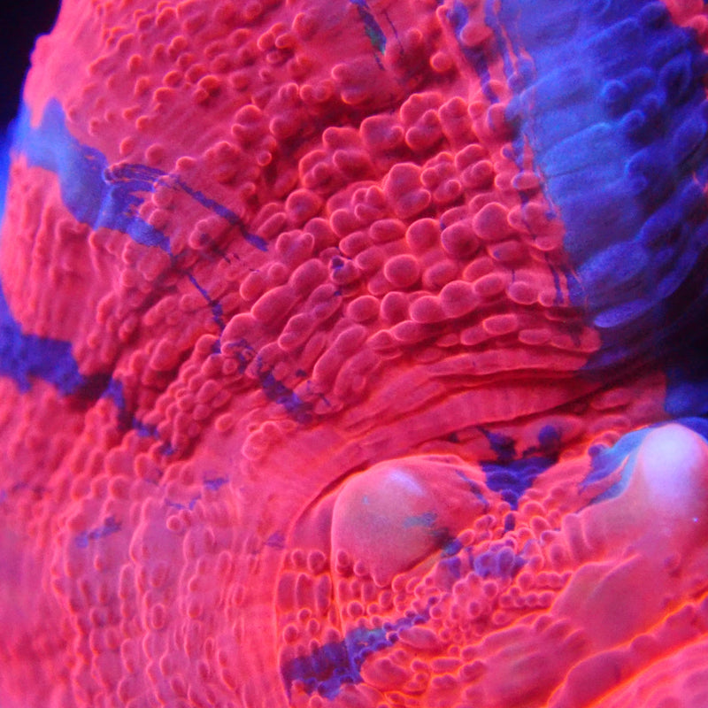 WYSIWYG Coral KRK-41 Aquacultured Scolymia
