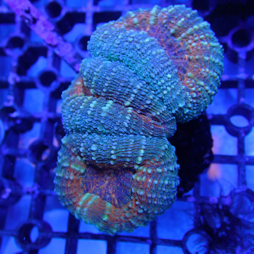 WYSIWYG Coral KRK-42 Lobo Colony — Kraken Corals