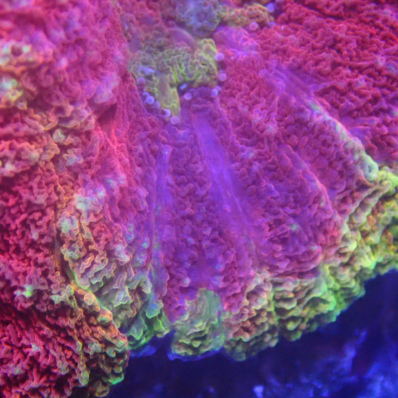 WYSIWYG Coral KRK-43 lobophyllia