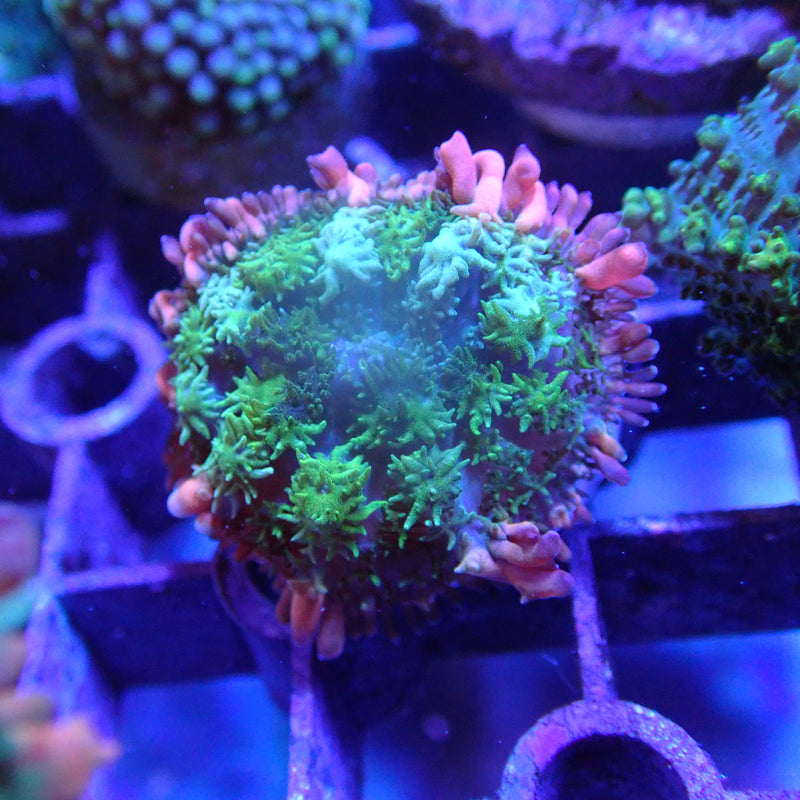 WYSIWYG Coral KRK-45 Frankenstein Mushroom