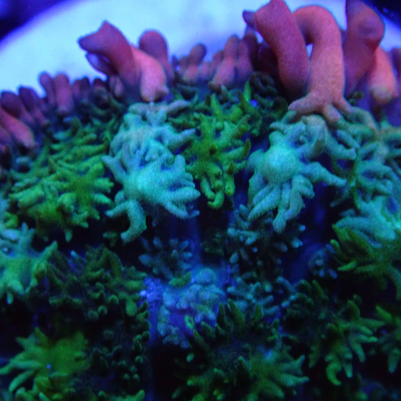 WYSIWYG Coral KRK-45 Frankenstein Mushroom