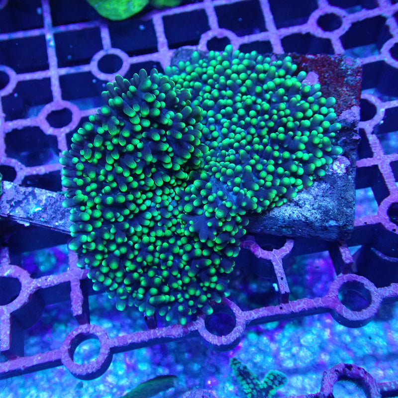 WYSIWYG Coral KRK-80 Fuzzy Mushroom Frag