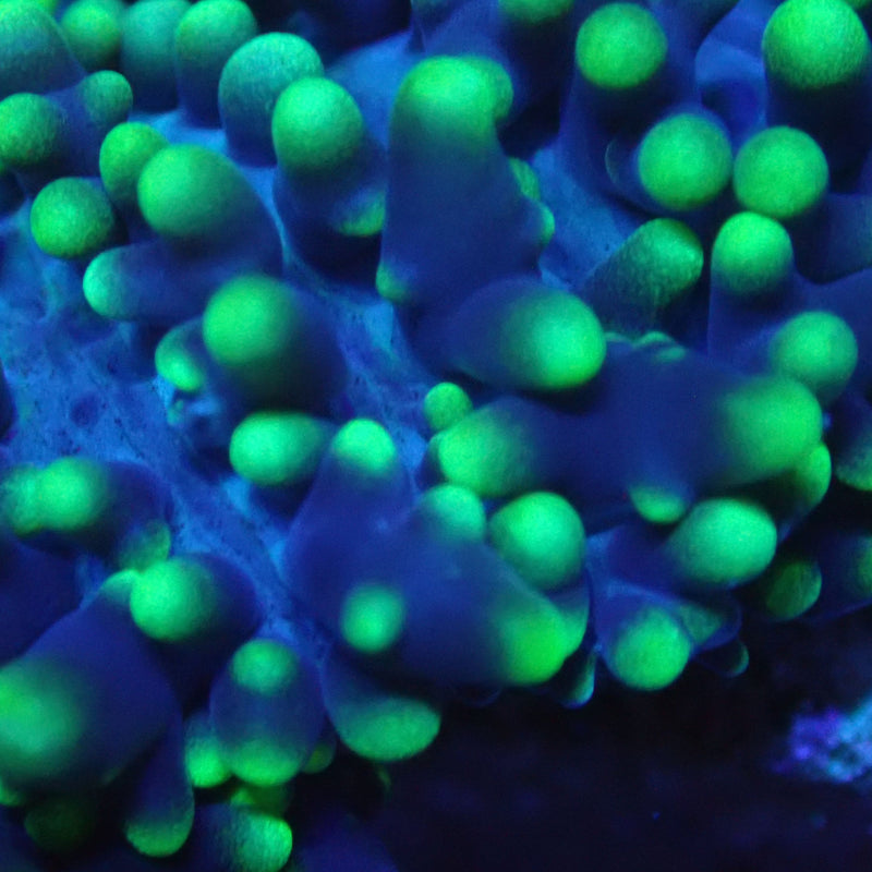 WYSIWYG Coral KRK-80 Fuzzy Mushroom Frag