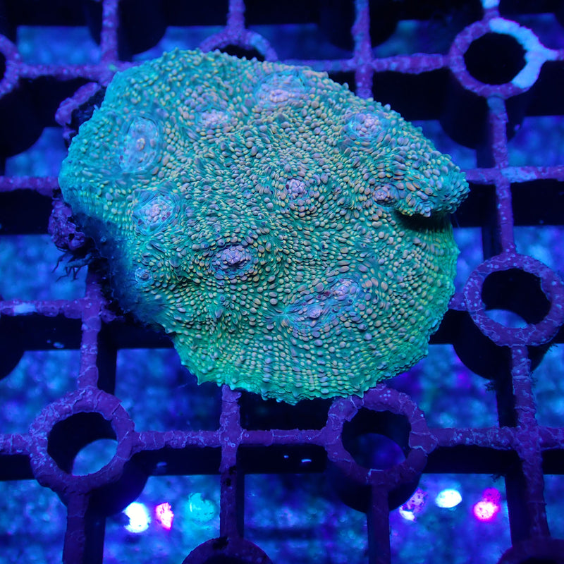 WYSIWYG Coral KRK-50 Fist Full of Dollars Chalice