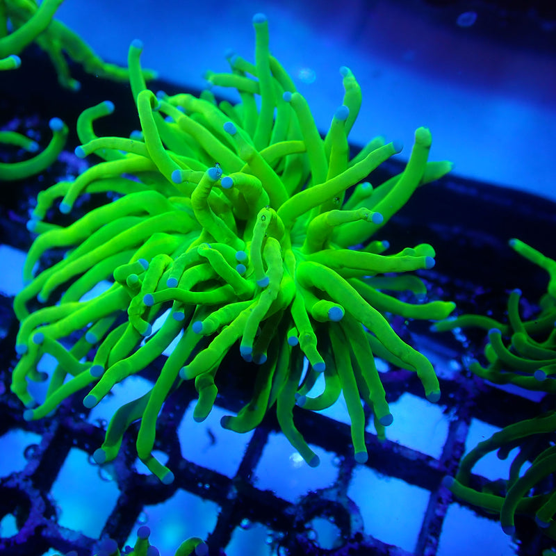 WYSIWYG Coral KRK-91 Ultra Grail Torch