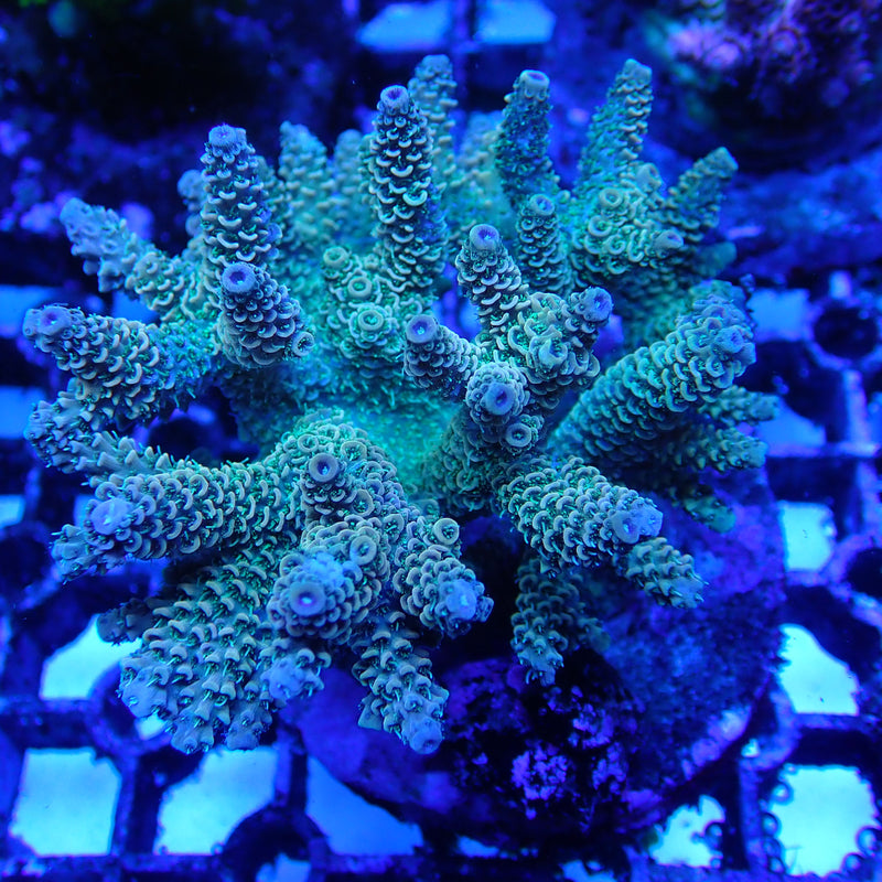 WYSIWYG Coral KRK-63 Acropora Colony