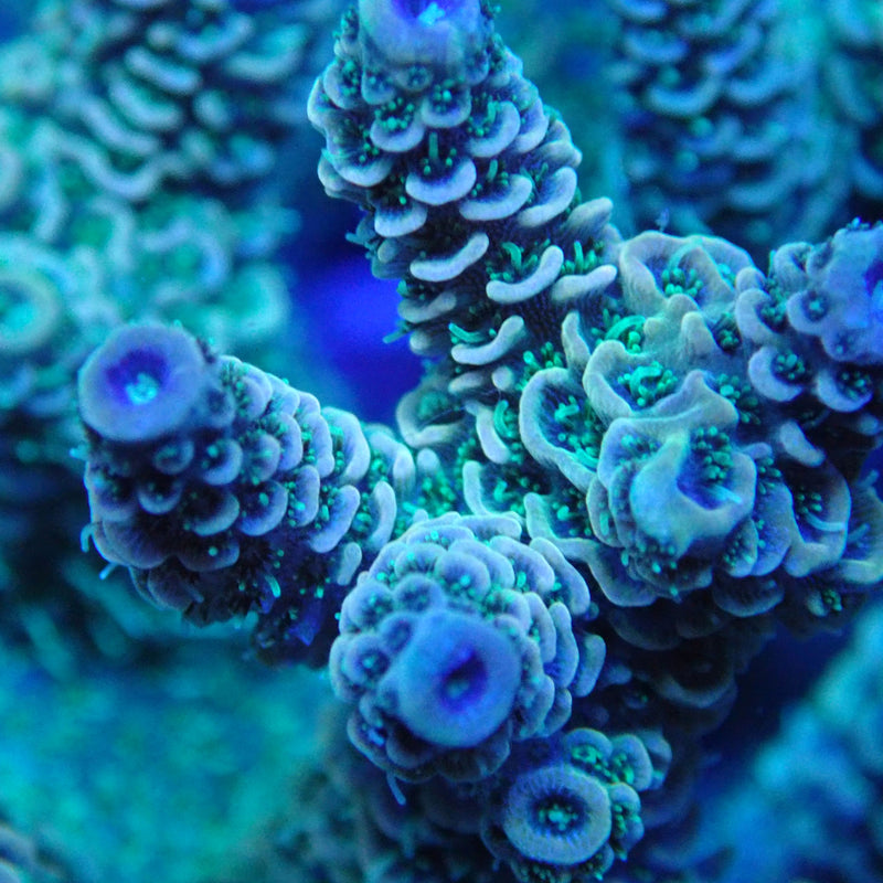 WYSIWYG Coral KRK-63 Acropora Colony