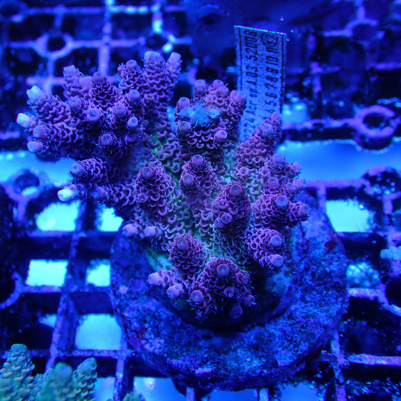 WYSIWYG Coral KRK-64 Acrapora Colony
