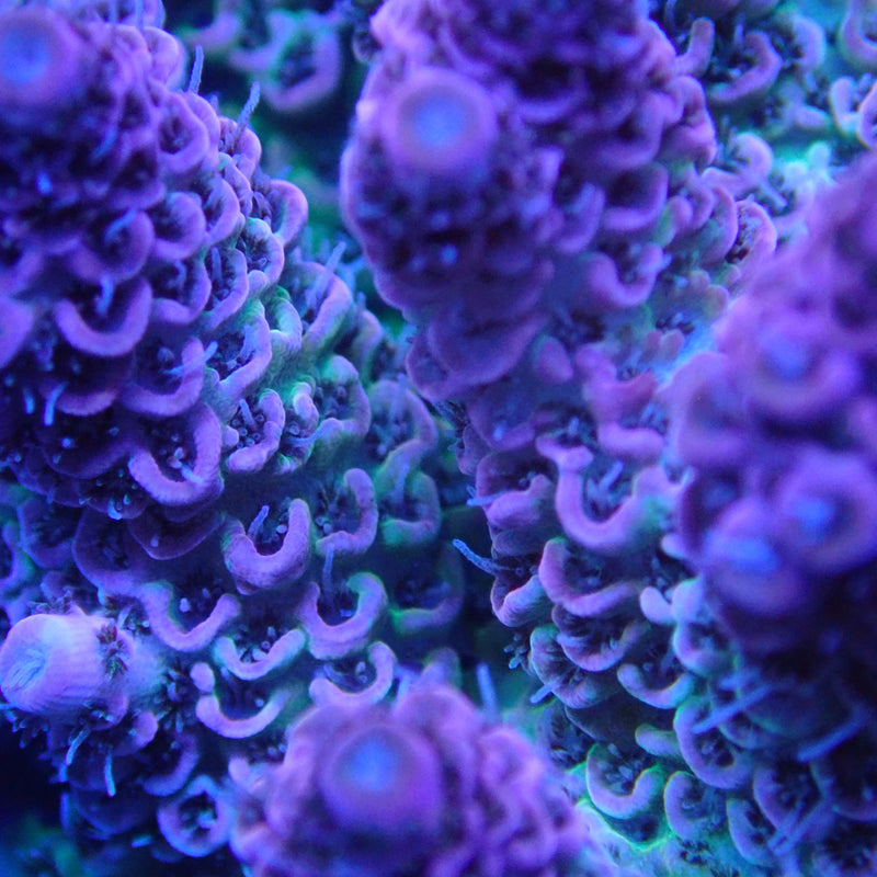 WYSIWYG Coral KRK-64 Acrapora Colony