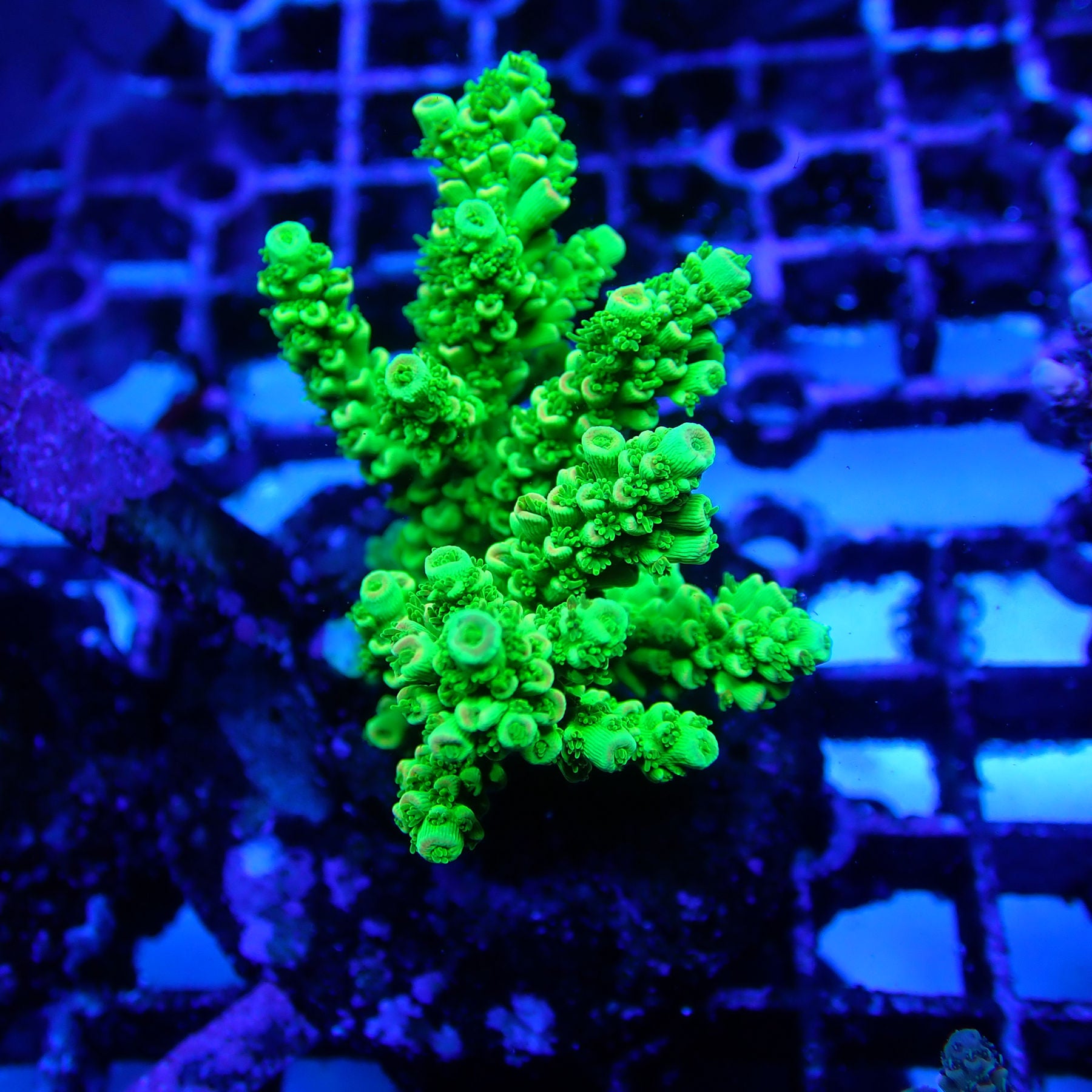coralcoralページ WYSIWYG Coral KRK-65 Acropora Colony — Kraken Corals