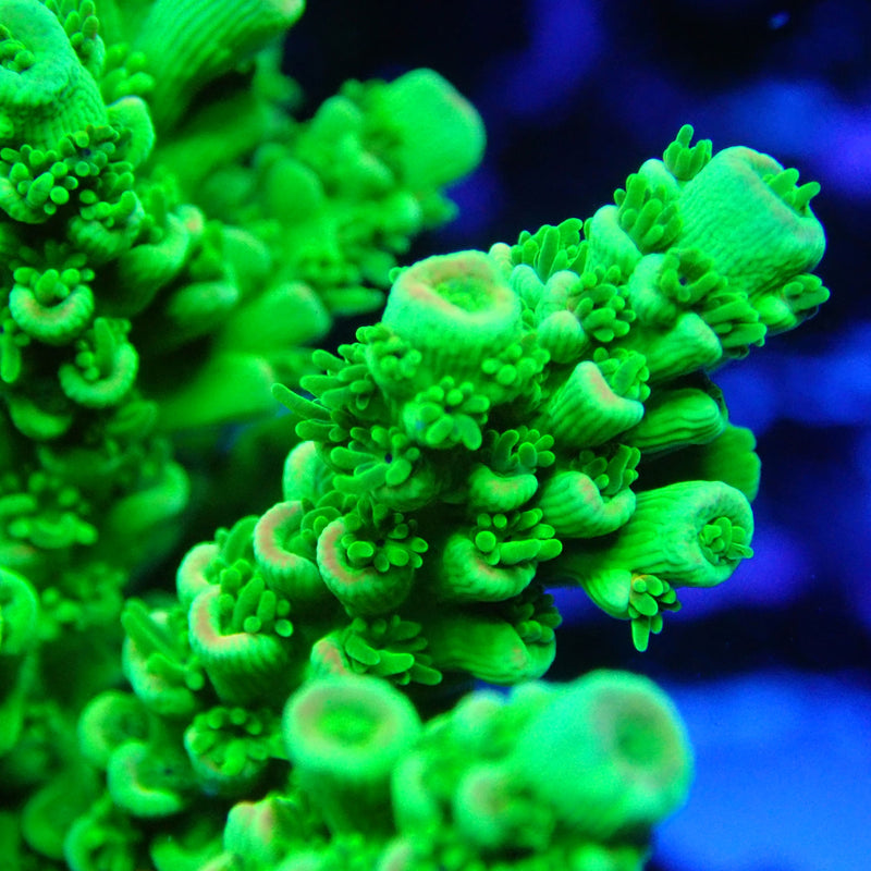 WYSIWYG Coral KRK-65 Acropora Colony