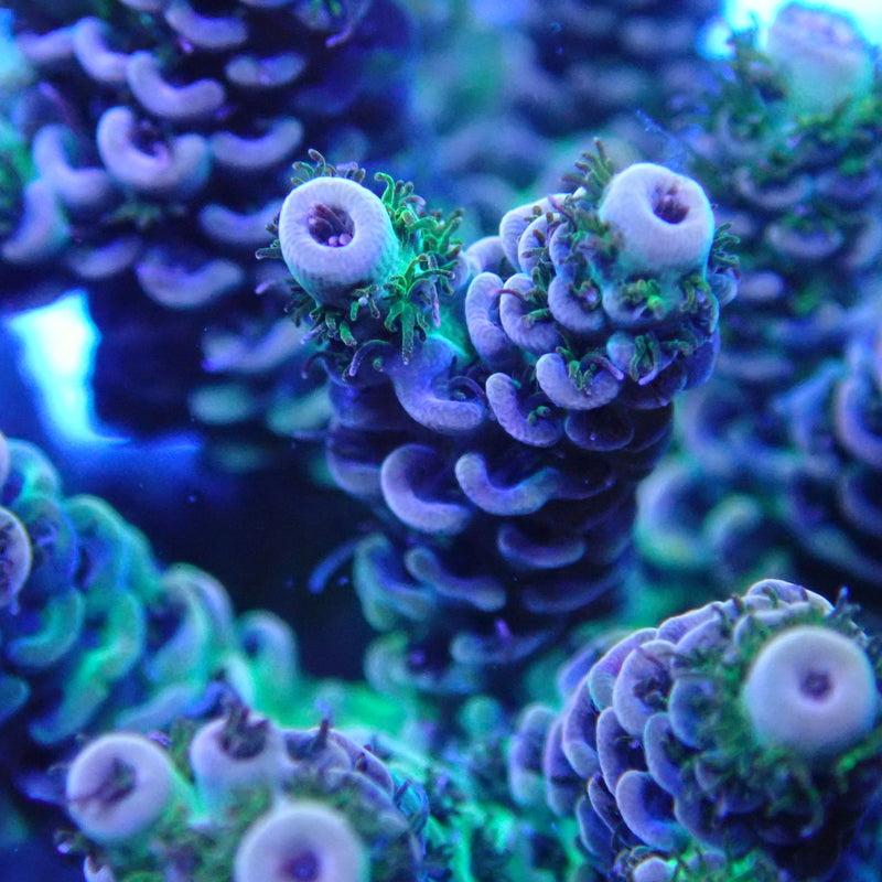 WYSIWYG Coral KRK-66 Acropora Colony