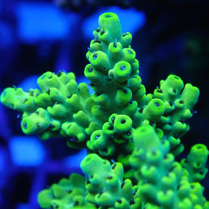 WYSIWYG Coral KRK-67 Acropora Colony