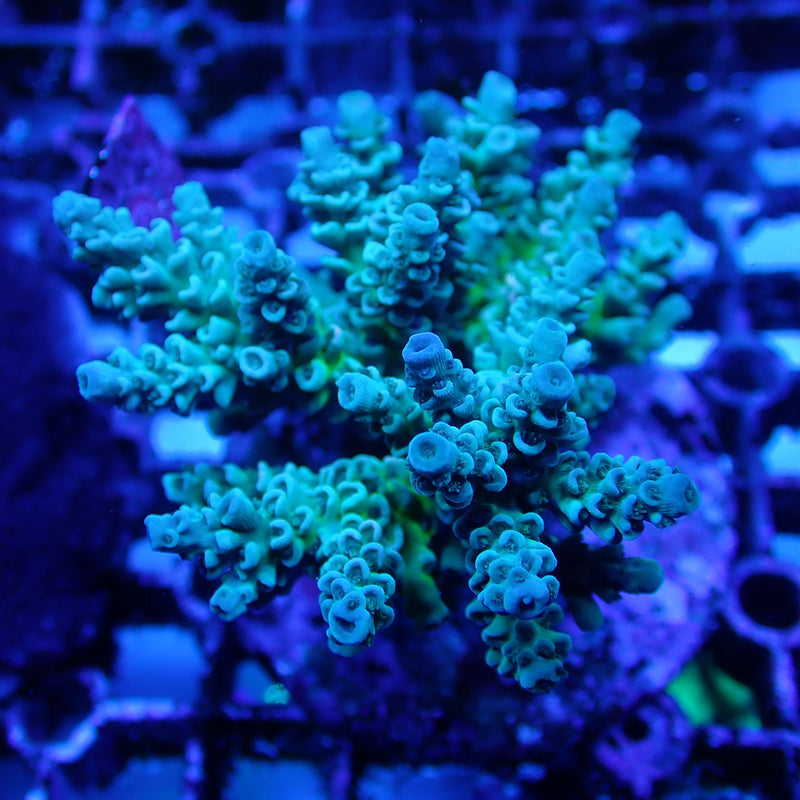 WYSIWYG Coral KRK-68 Acropora Colony