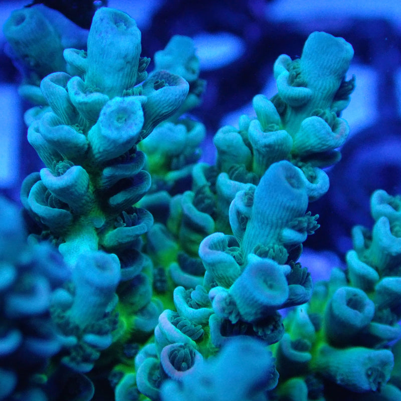 WYSIWYG Coral KRK-68 Acropora Colony