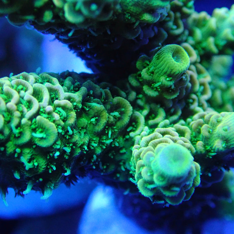 WYSIWYG Coral KRK-69 Acropora Frag