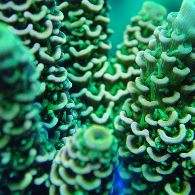 WYSIWYG Coral KRK-70 Acropora Frag