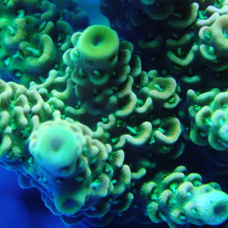 WYSIWYG Coral KRK-71 Acropora Frag
