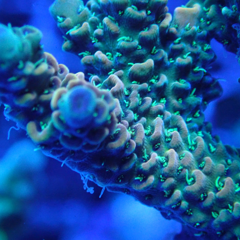 WYSIWYG Coral KRK-72 Acropora Frag