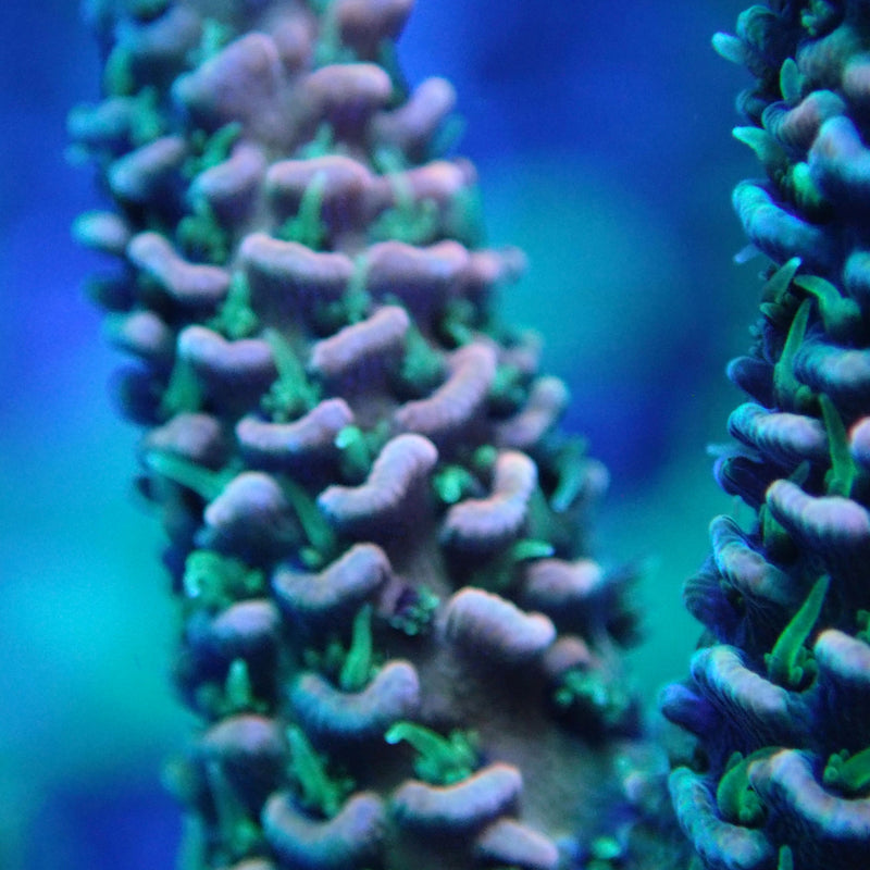 WYSIWYG Coral KRK-74 Acropora Frag