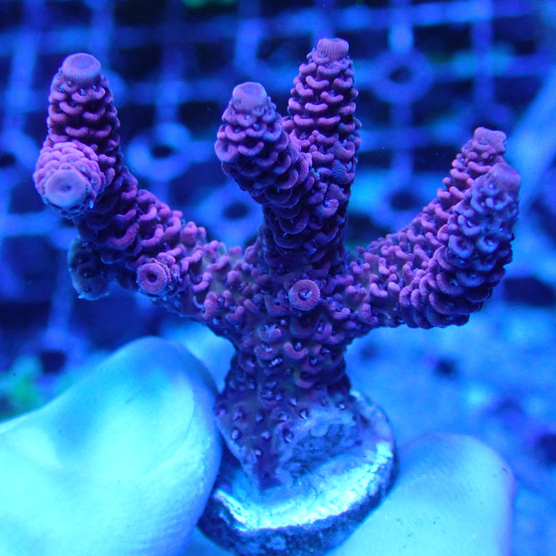 WYSIWYG Coral KRK-75 Acropora Frag