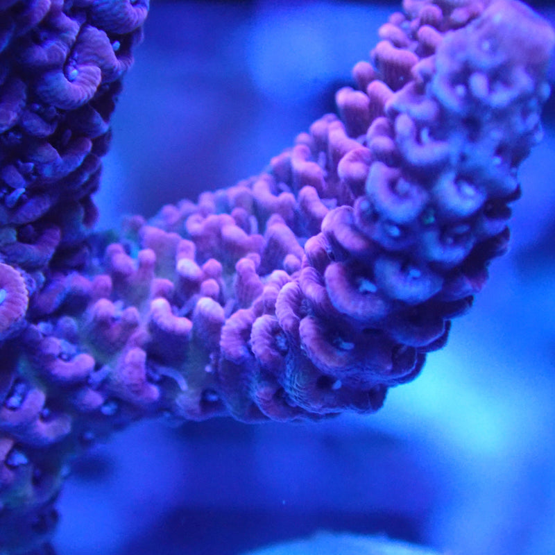 WYSIWYG Coral KRK-75 Acropora Frag