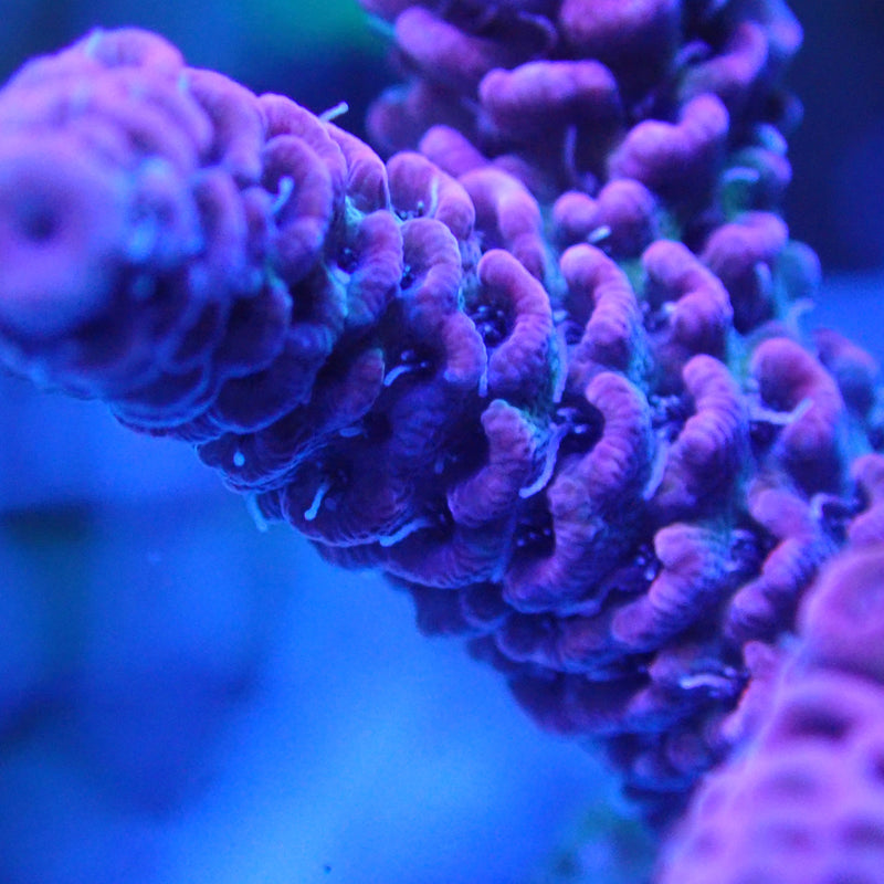 WYSIWYG Coral KRK-77 Acropora Frag