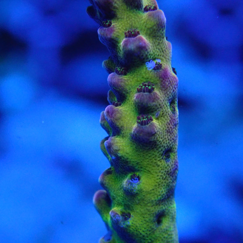 WYSIWYG Coral KRK-78 PC Rainbow Frag