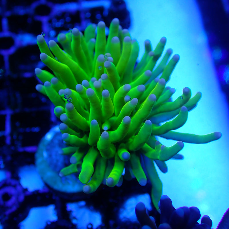 WYSIWYG Coral KRK-95 Pink Tip Grail