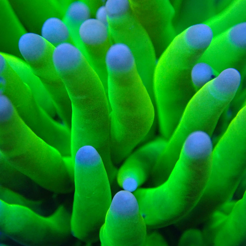 WYSIWYG Coral KRK-95 Pink Tip Grail